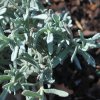 Lavandula dentata